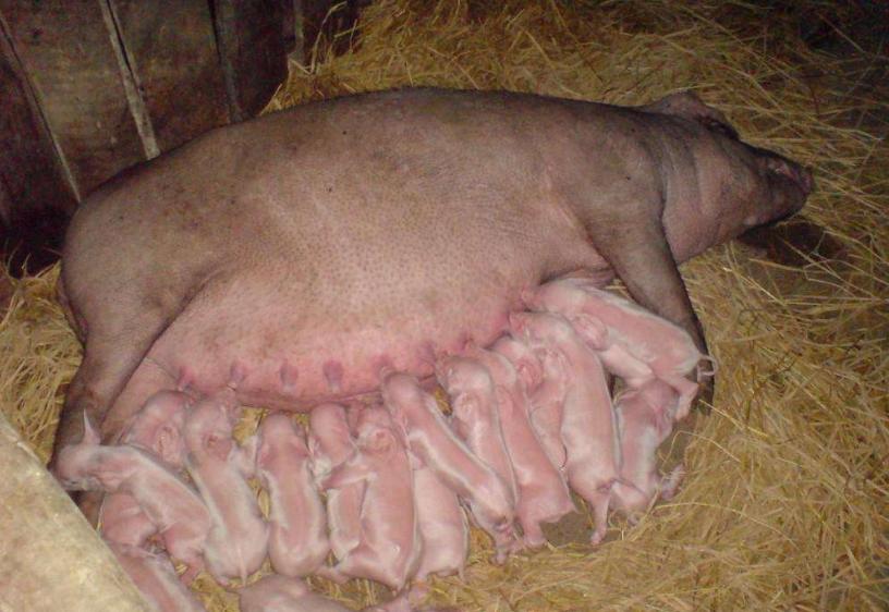 母猪下崽之后不吃食怎么解决,母猪下崽不吃食怎么办