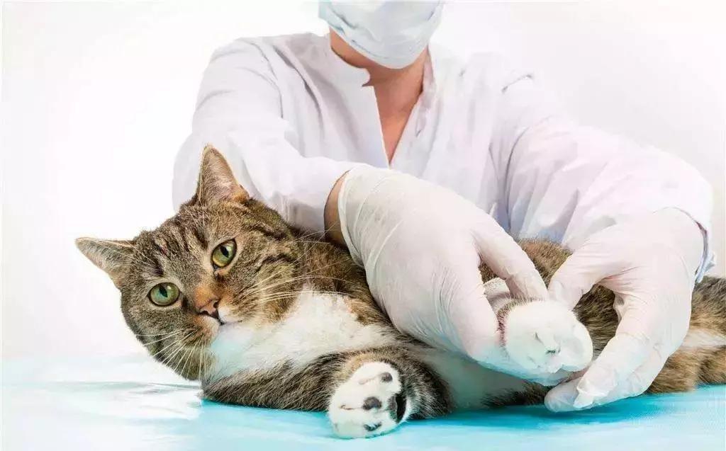 猫咪生病了带它去医院,猫咪生病去医院检查流程