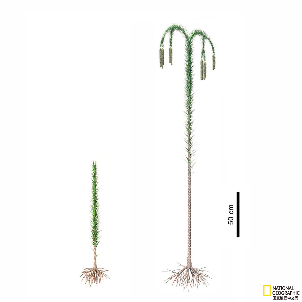 奇异山里发现远古化石,最罕见的神秘生物化石