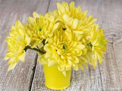 家庭养花有什么讲究的,家里养花会带来桃花运吗