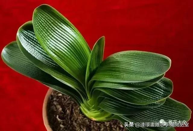 100种常见花卉植物图谱,100种花卉素描图谱