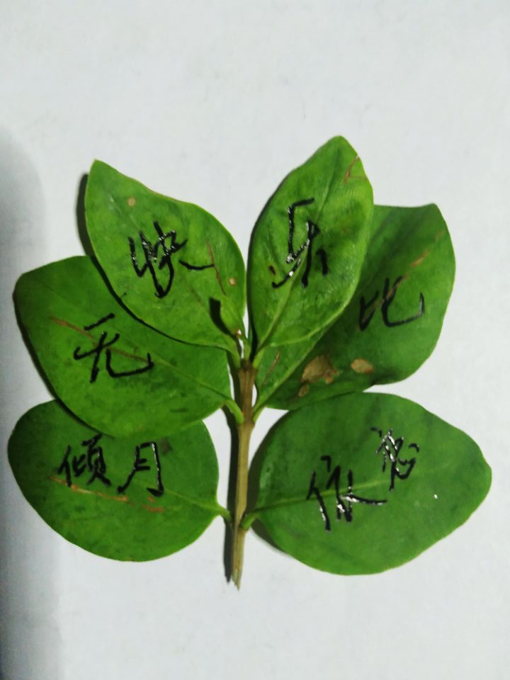 蒙文硬笔练字教程,硬笔书法蒙的写法