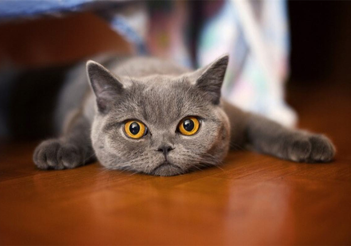 猫咪乱拉乱尿要去绝育吗,猫咪报复你的几个表现