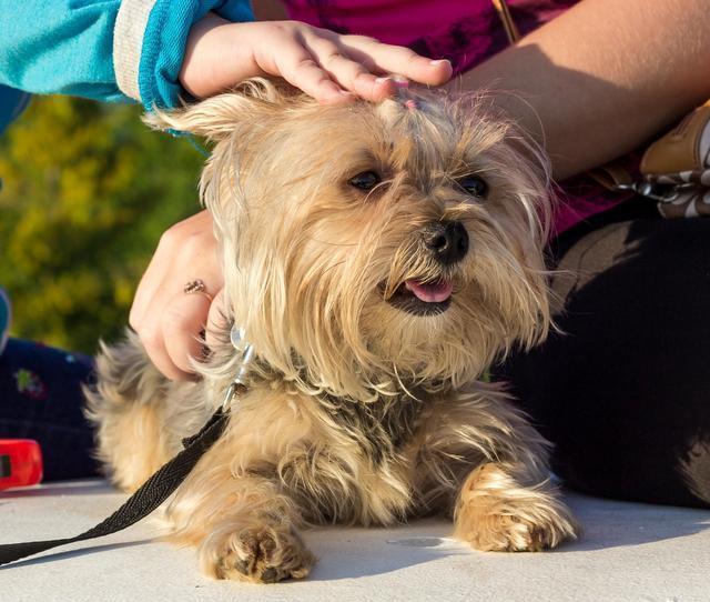 抚摸狗狗哪个部位让它有安全感,狗狗最喜欢被抚摸的三个部位
