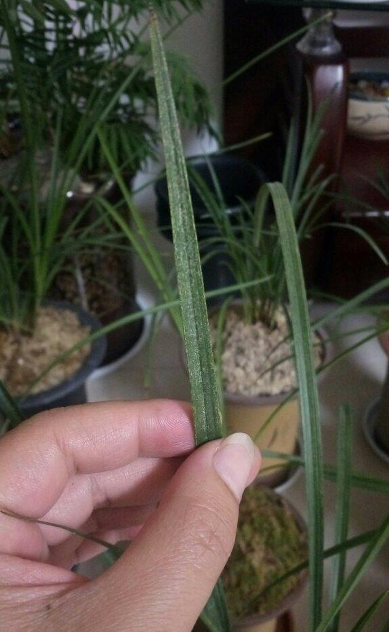 兰花叶子发黄如何处置,兰花嫩叶上的白斑怎么办