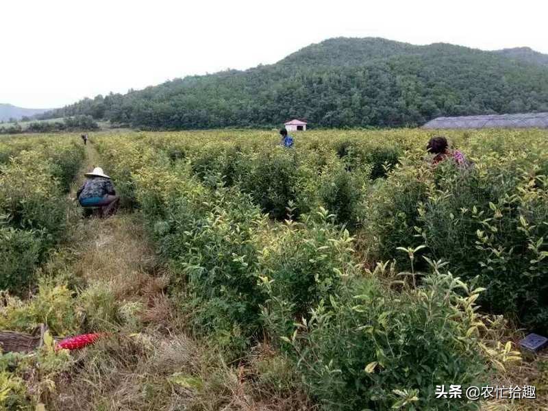 花青素价格及图片大全,花青素每瓶多少钱