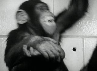 致死率百分百疾病,感染朊病毒有多可怕