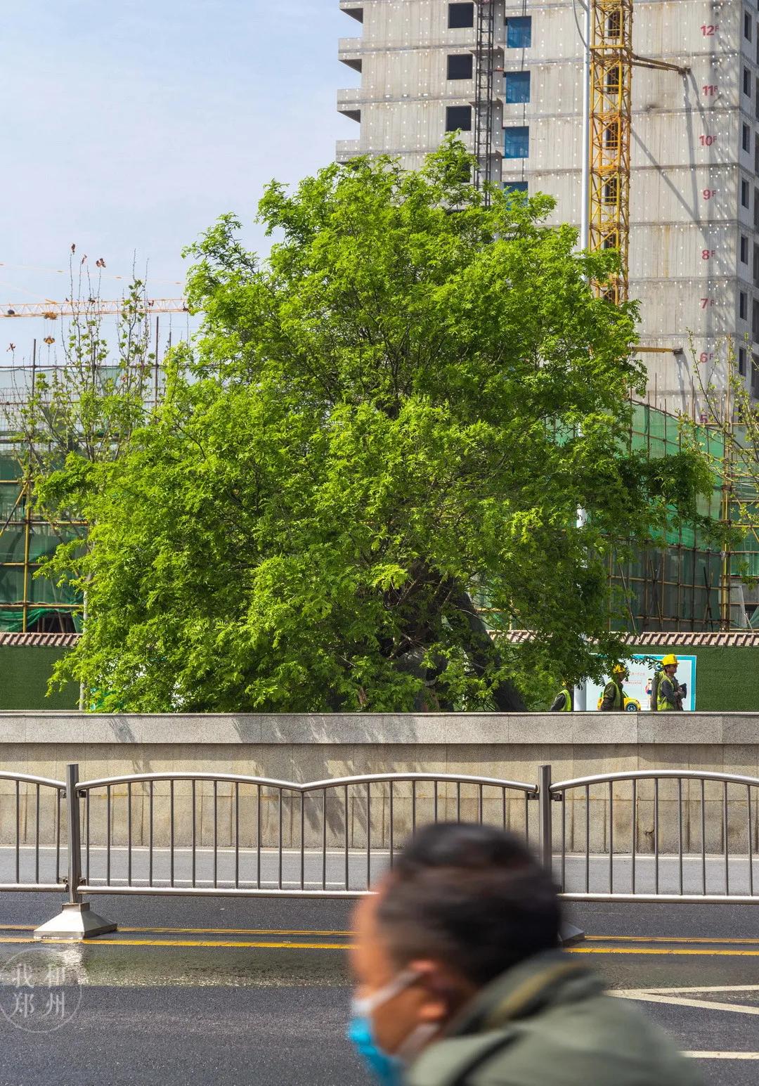 今天，带郑州的老铁们逛吃后河芦