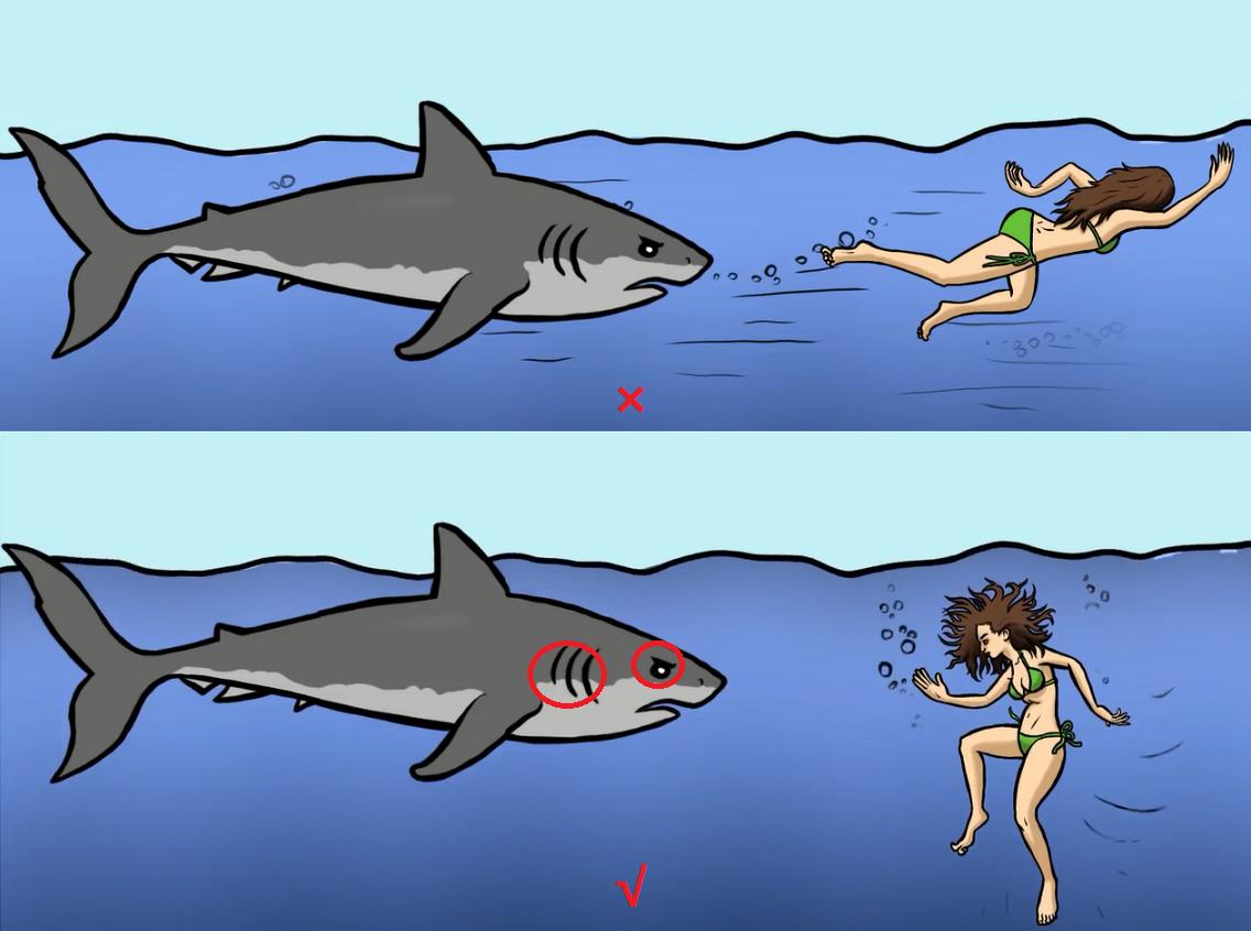 野外遇到大型动物如何自救,如果在野外遇到危险动物该怎么办