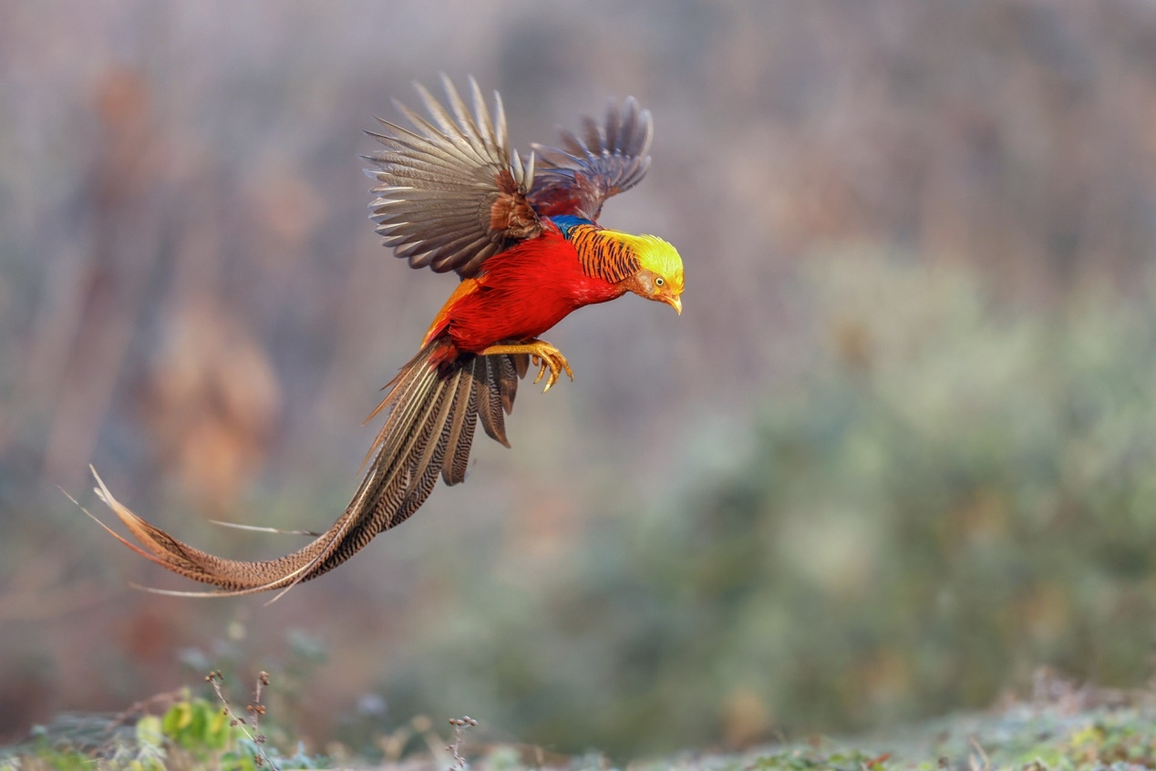 佳能r5和r5哪个更适合拍鸟,佳能eosr5适合拍鸟吗