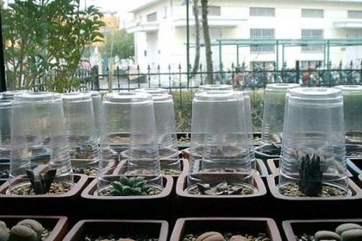 多肉玉露闷养最佳时间,养殖的多肉为什么叶子变黄