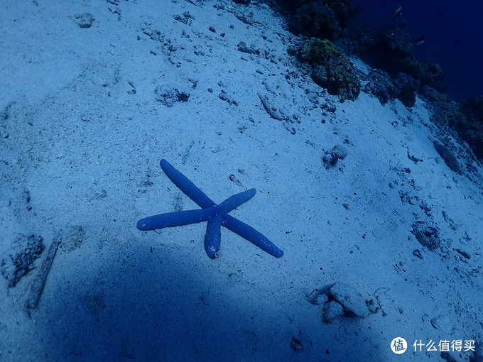 普吉岛aida考证,普吉padi潜水考证