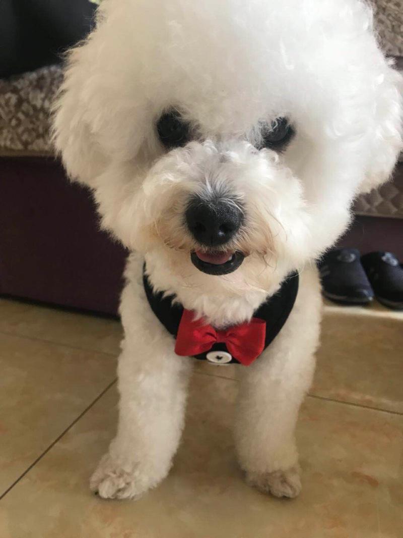 我家比熊吃什么狗粮才不会泪痕重,我家的比熊怎么什么都吃