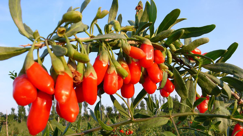 宁夏特产滩羊肉介绍,宁夏特产发菜