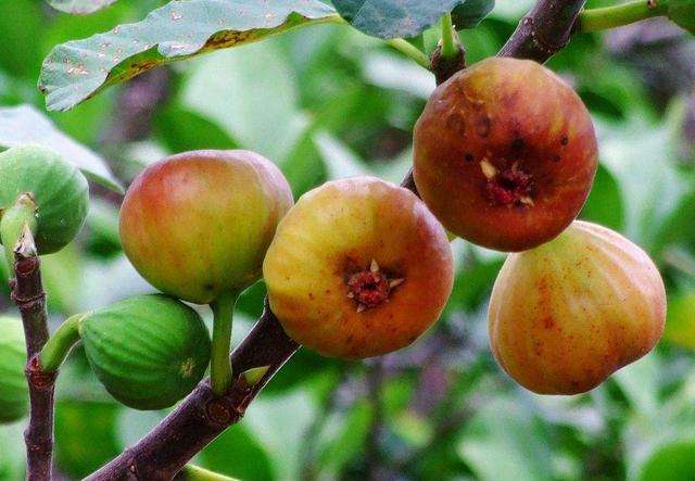 盆栽无花果树怎么养才能长得好,盆栽无花果的养殖方法和注意事项