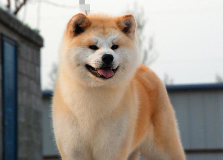 狗狗十大禁养犬,十种危险至极的狗狗