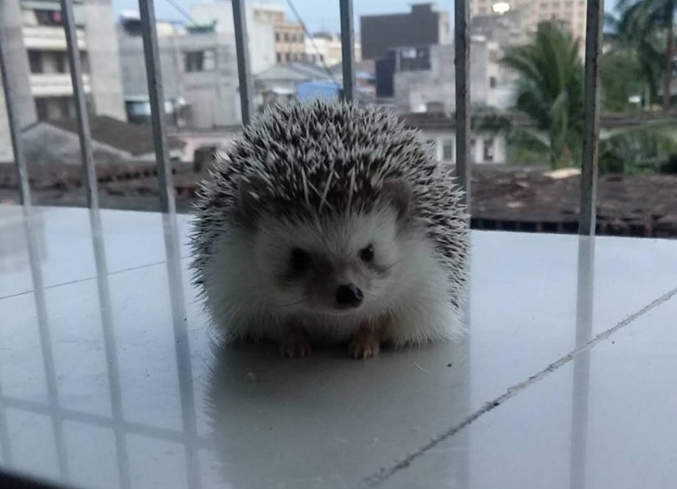 快给非洲迷你刺猬咬吧！咬了涂刺就算征服它了？小心被白咬了