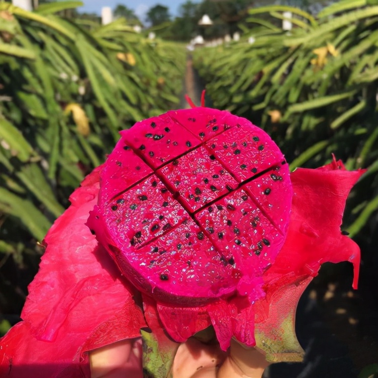 玫瓣裹雪影，芳心含芝粒——火龙果