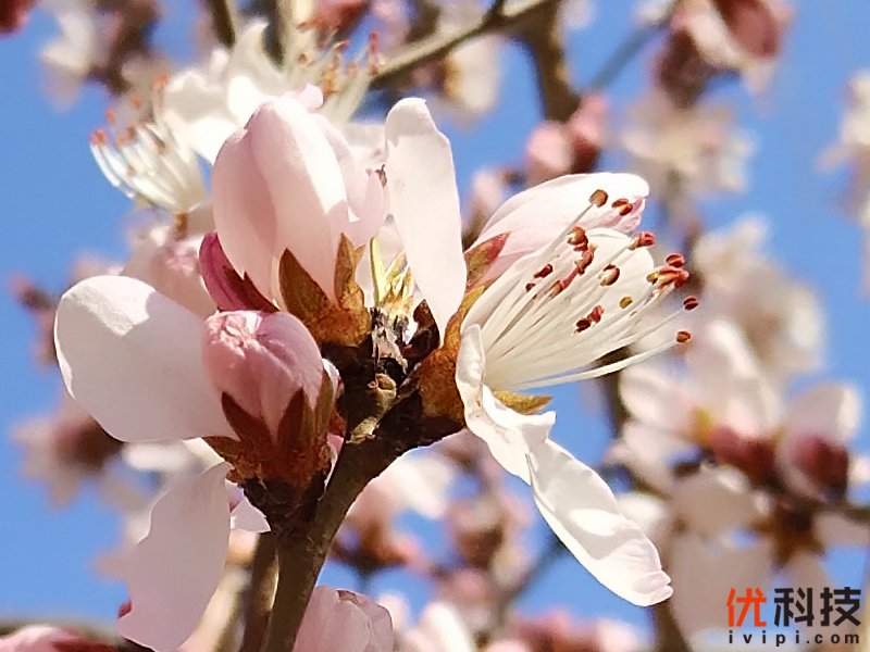 iqoo手机性能发挥到极致,最值得买的全新iqoo手机