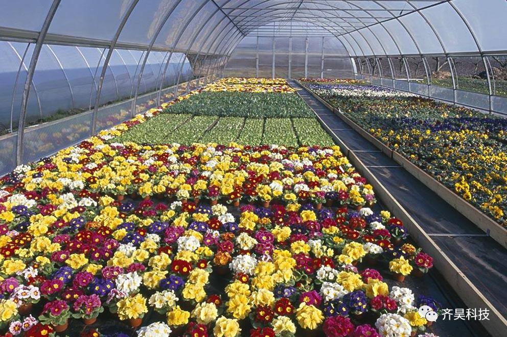 温室花卉科学种植,温室花卉盆栽蔬菜种植方法