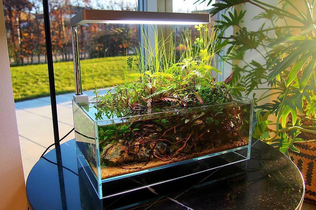 草缸开缸怎么快速建立硝化系统,鱼缸和草缸硝化系统哪个培养得快