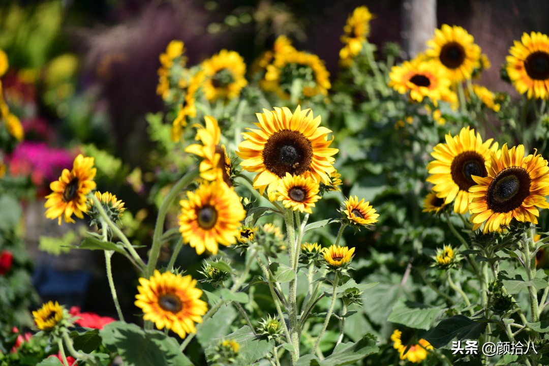 这个夏天我在花园里种向日葵|园丁