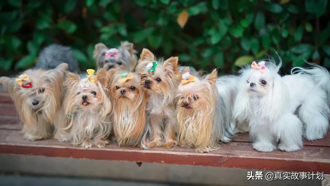 故事：和王祖贤一起玩贴吧的大神们