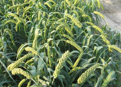 谷子的种植方法与技术,谷子种植掌握的技术有哪些