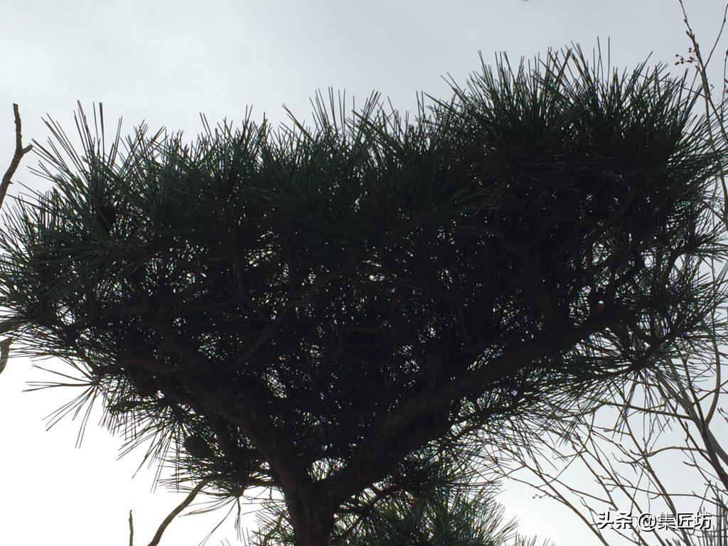 松树盆景换盆去土除根吗,松树盆景怎样修剪和造型