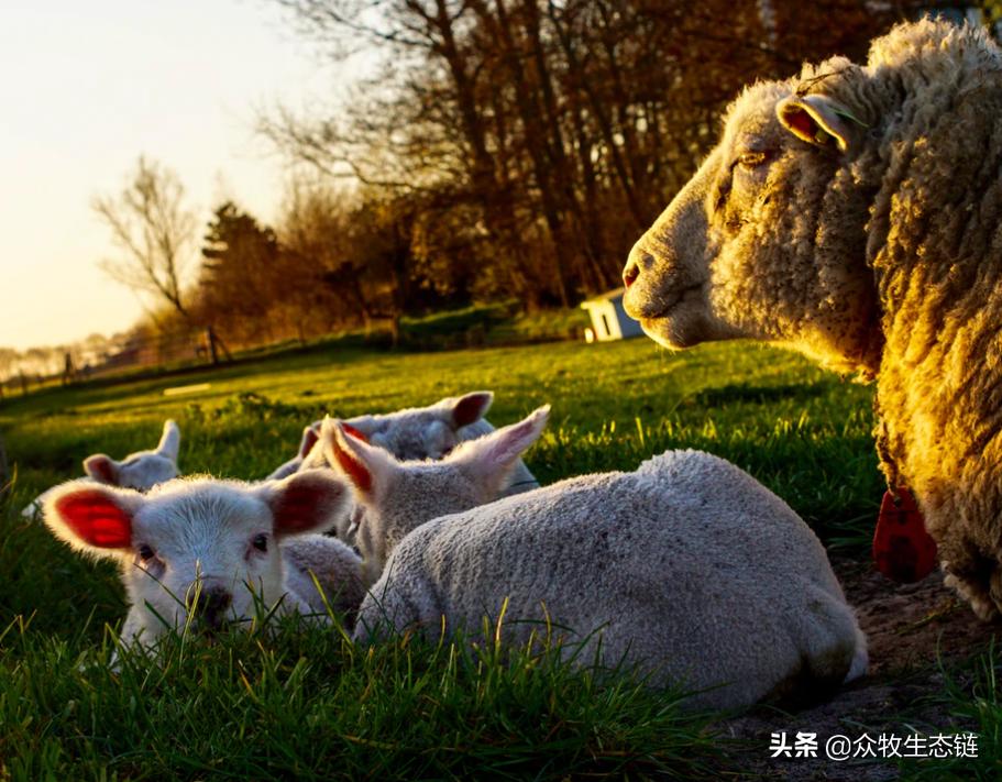 羊羔得了口蹄疫最佳治疗方法,羊得了口蹄疫教你个小妙招