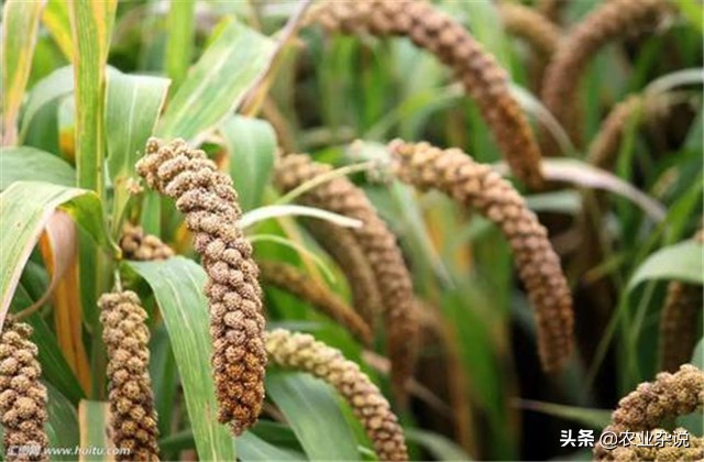 谷子怎么种植能高产,有机稻谷种植技术