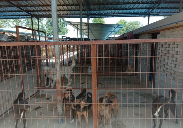 保定三个阿姨救助流浪狗,一老人收养千余条流浪狗