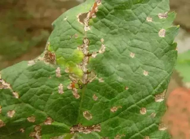 葡萄生理性枯叶怎么处理,葡萄落叶病害治疗