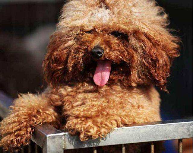 泰迪半岁突然鼻头褪色怎么回事,泰迪鼻子上面的毛褪色怎么回事