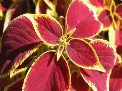 摄影艺术100种花的花语太全了,100种花卉和花语