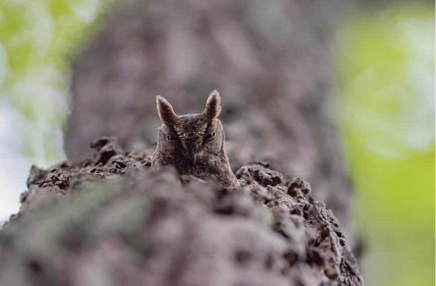 佳能eos鸟眼对焦,佳能拍飞鸟对焦最佳方法