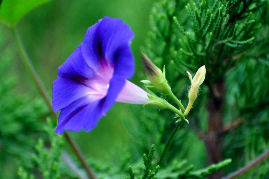 昼颜经典词句,昼颜的美丽