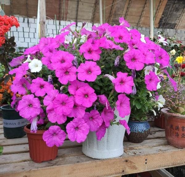 今年二月中旬可以给矮牵牛扦插吗,培育重瓣矮牵牛种子的方法有哪些