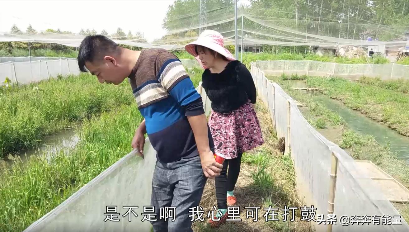 池子水浑浊,15天了蝌蚪还长不大,谁在捣乱?青蛙到了养殖关键期