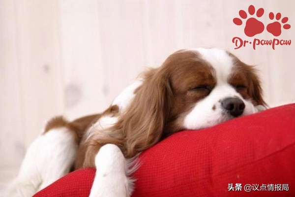 狗狗得了肾衰竭是什么原因导致的,狗狗成犬肾衰竭能治好吗