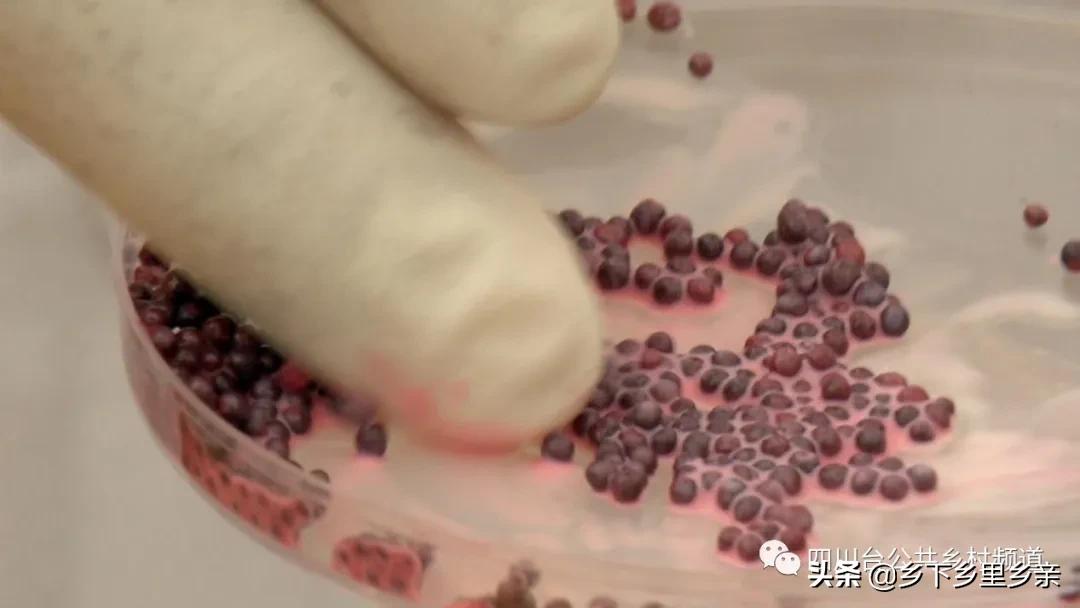 油菜得了病用什么药,油菜生病了怎么防治