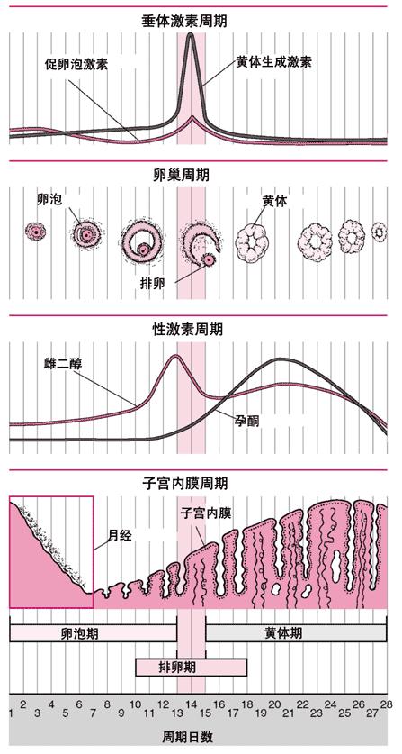 大姨妈忽多忽少是什么意思,大姨妈周期紊乱是什么原因