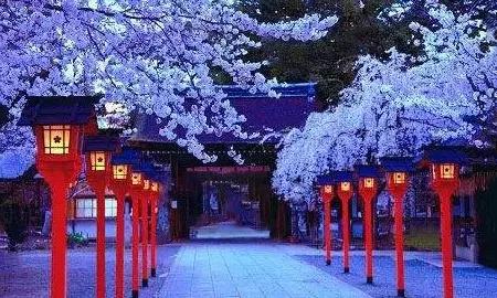 日本樱花又快开了吗 (日本樱花预计什么时候开)