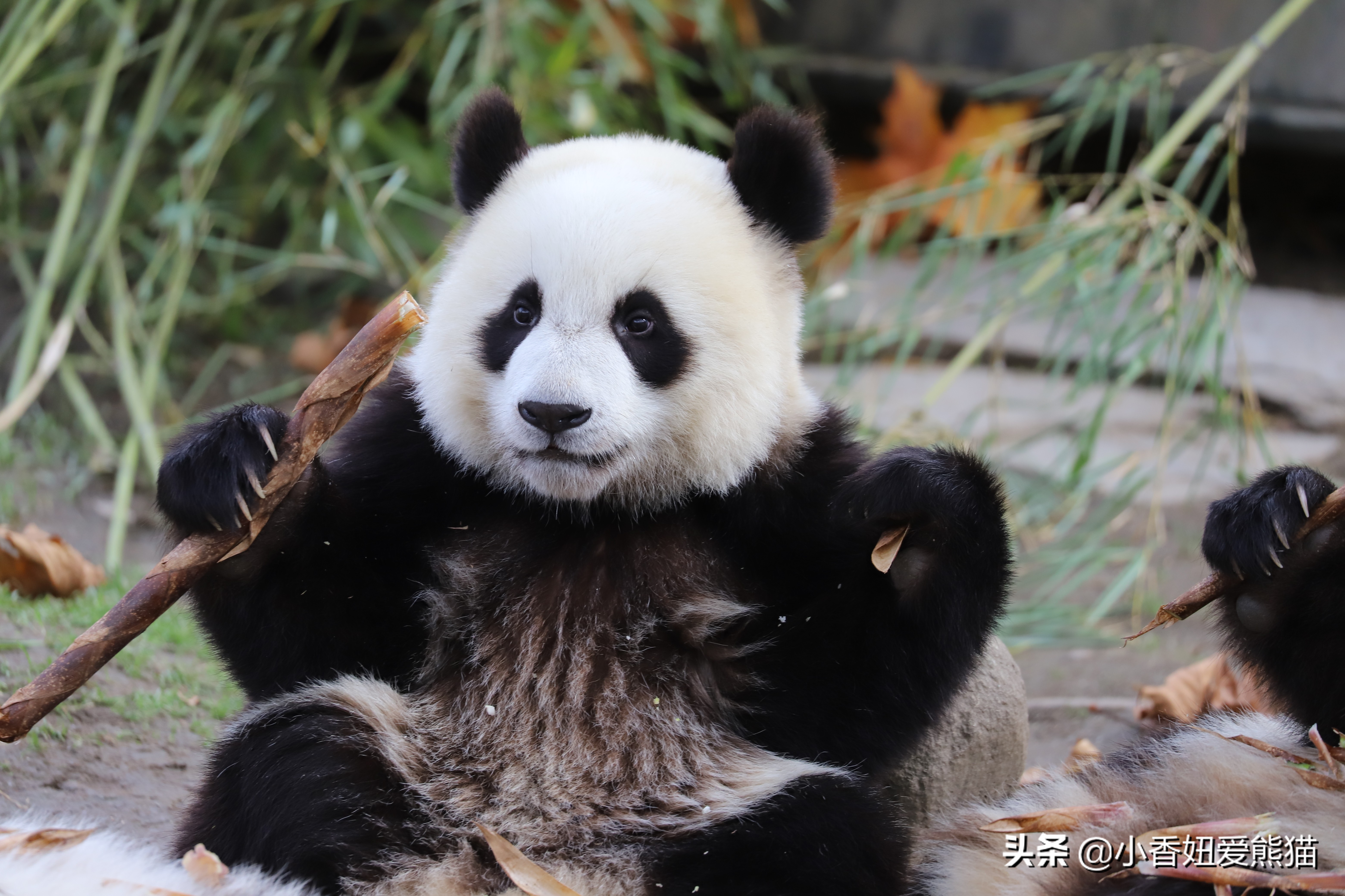卧龙熊猫宝宝和宝力,卧龙熊猫基地熊猫宝宝