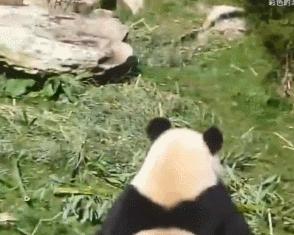 大熊猫吃竹子为什么这么细嚼慢咽,关于大熊猫吃竹子的动作