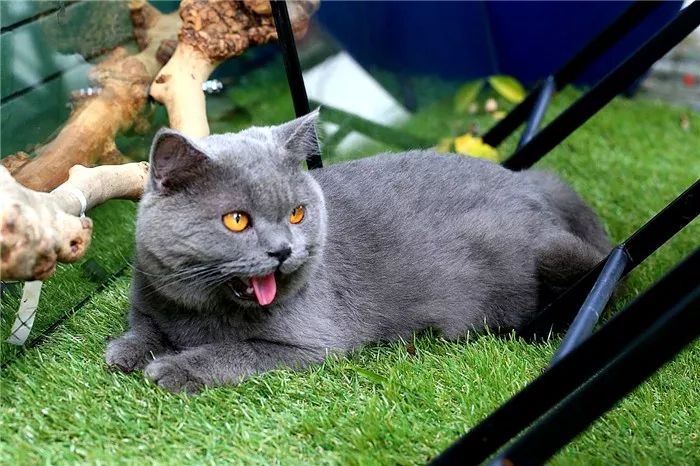 猫呕吐的原因毛球症 (猫咪呕吐毛球是怎么回事)