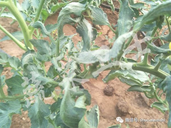 种的蔬菜卷叶是怎么回事,蔬菜的叶子有卷叶病怎么办