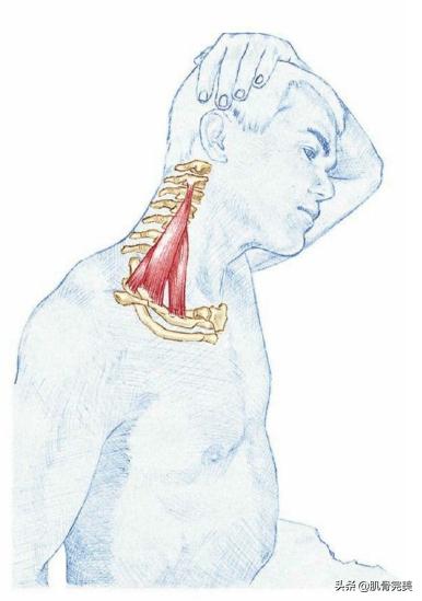 胸锁乳突肌和斜角肌手法松解详解,胸锁乳突肌的运动解剖解析