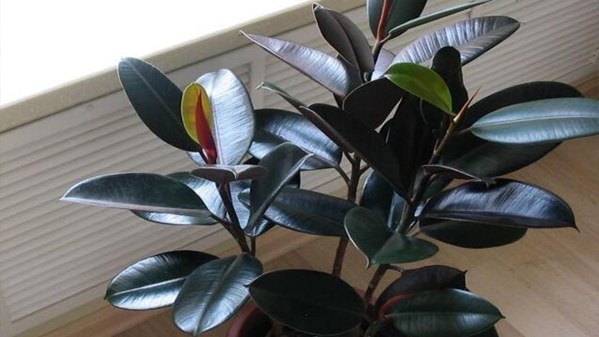 橡皮树浇水过多落叶怎么办,橡皮树施肥过多叶子枯萎怎么补救