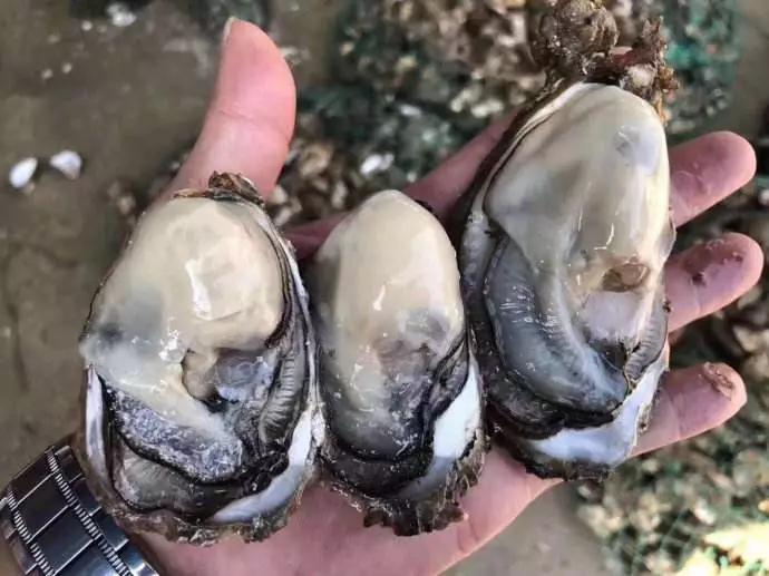 冷水海蛎子,荣成哪里能买到新鲜的乳山牡蛎